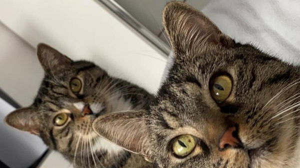 Onafscheidelijke vriendjes