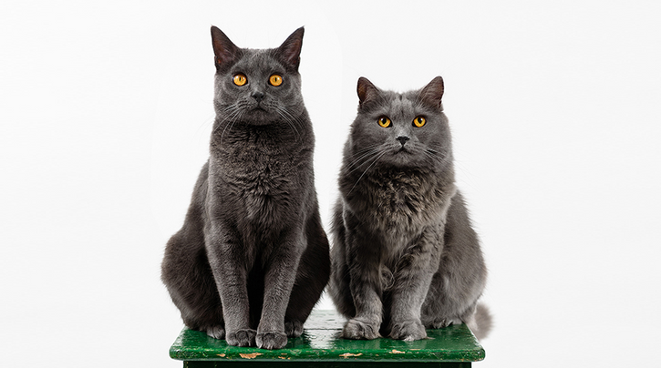 Chartreux, het mooiste kattenras