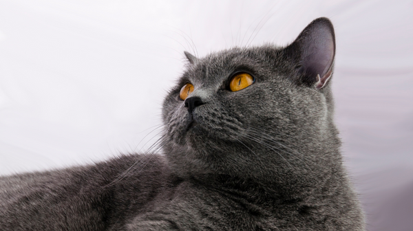 blog_rhr_pets_NL_waarom_goede_krabpaal_kopen_3