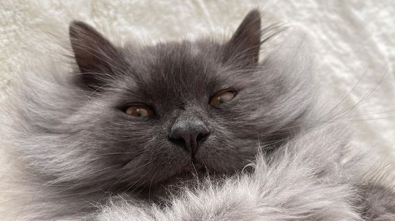 rhr-pets-cats-with-asthma