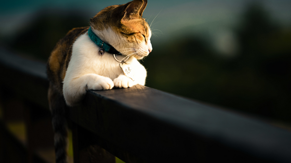 20 ongewone feitjes over katten