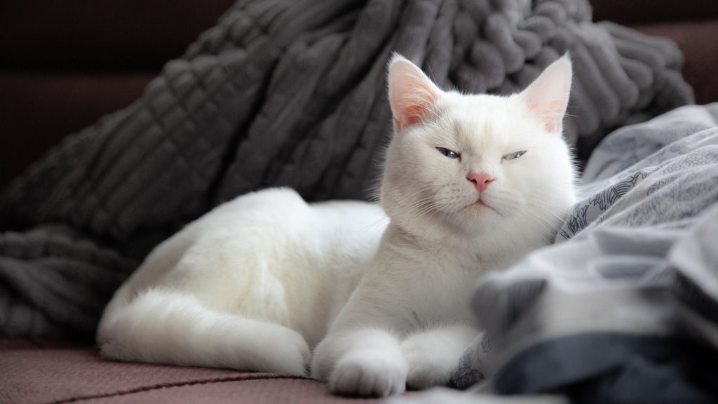 Waarom komen katten bij je liggen als je ziek bent?