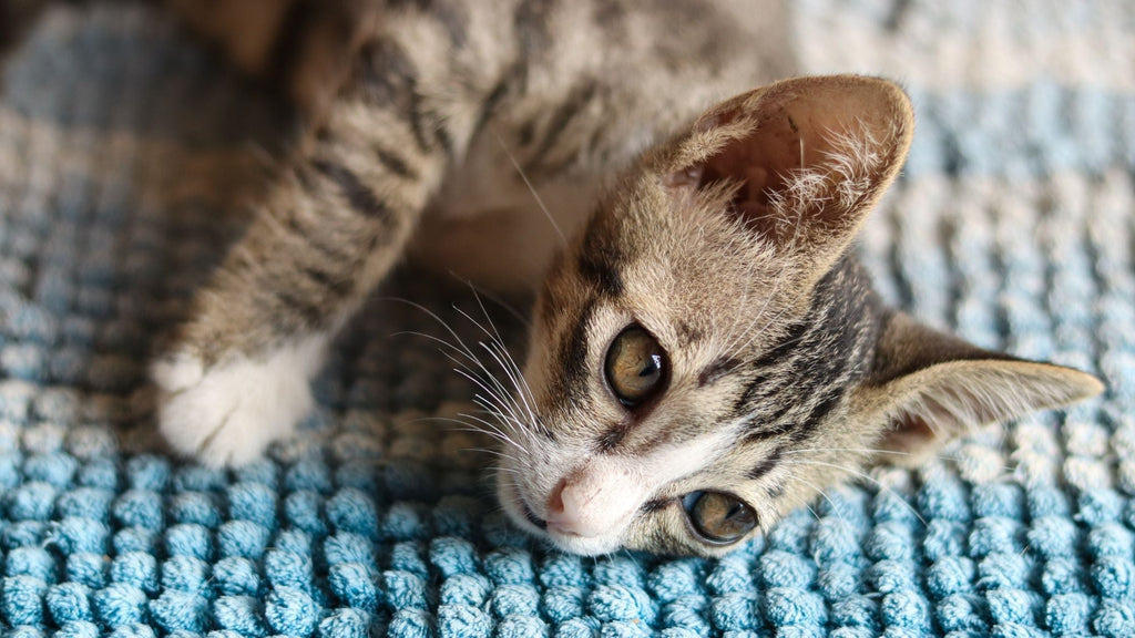 EHBO voor katten: dit is wat je moet weten