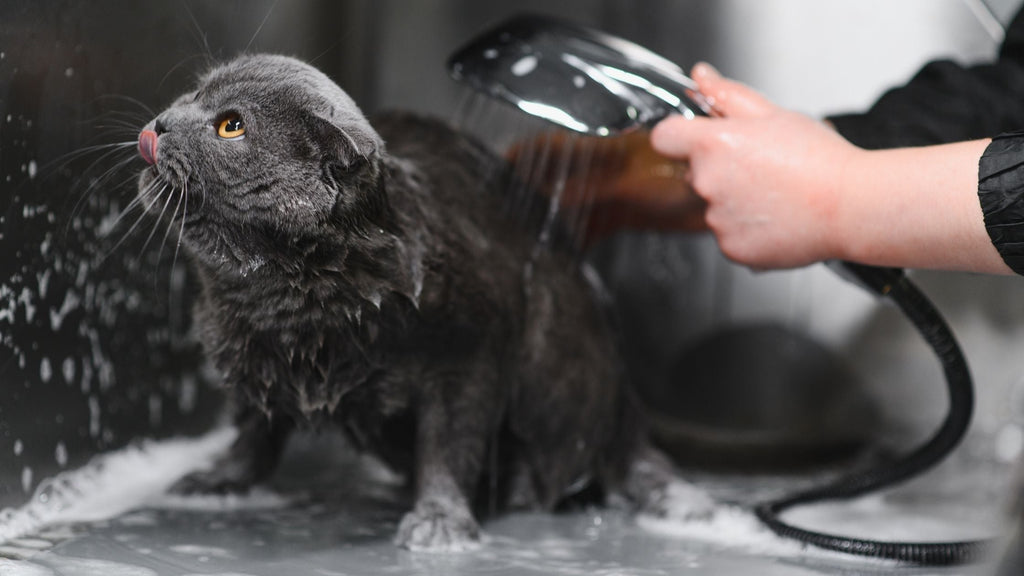Heeft jouw kat kattenshampoo nodig?