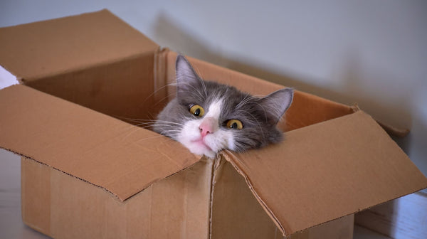Waarom zijn katten zo geobsedeerd met dozen?
