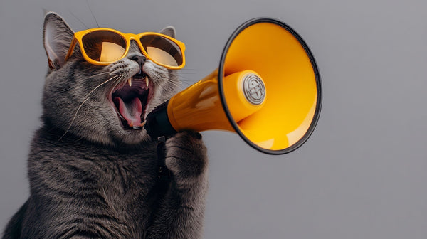 Vakantiegeld binnen? Gun je kat ook een zomer vol plezier!