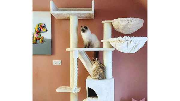 Waarom de Kilimandjaro zo goed is voor jou kat