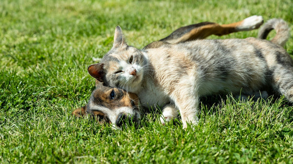 Durf jij je binnenkat naar buiten te laten? Zo geef je ‘m veilig meer vrijheid