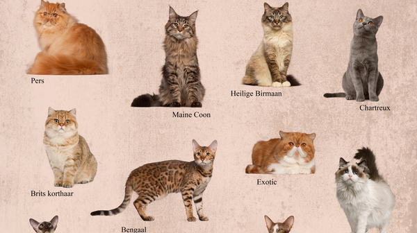Wat het kattenras van jouw kat over jou zegt
