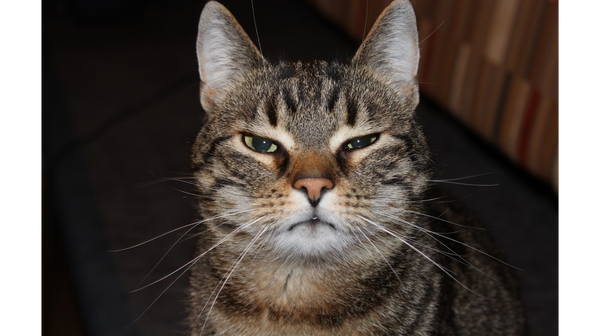 De kille blik van mijn kat: Haat mijn kat mij?