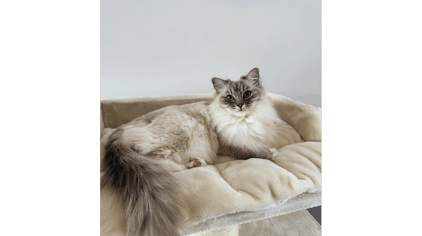 Devon Rex vs Devon Rex Plus: welke krabpaal past bij jouw kat?