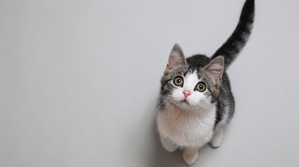 Wist je dat jouw kat twee feestdagen heeft?