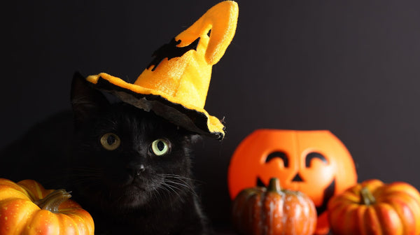 Waarom katten onmisbaar zijn tijdens Halloween