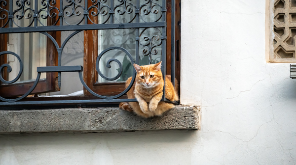 Dit is wat je moet dan als je kat kwijt is