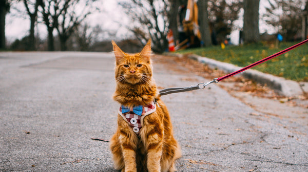 blog_rhr_pets_NL_veilig_reizen_kat_travel_safety_1