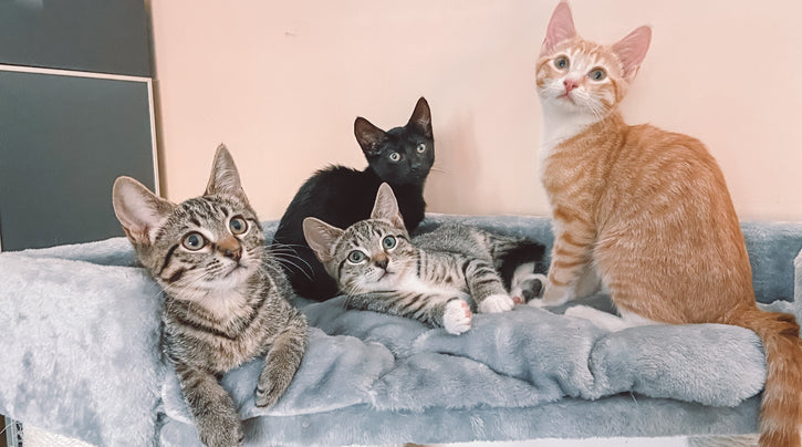 Rescue Cat Crew: de no-kill rescue voor katten in Sydney