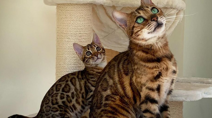 Tales and Tails: Maandelijkse kattenverhalen gedeeld door kattenliefhebbers