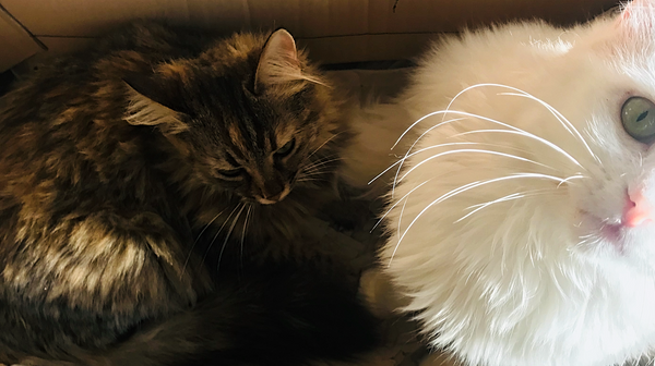 Andreas en zijn kattenfamilie