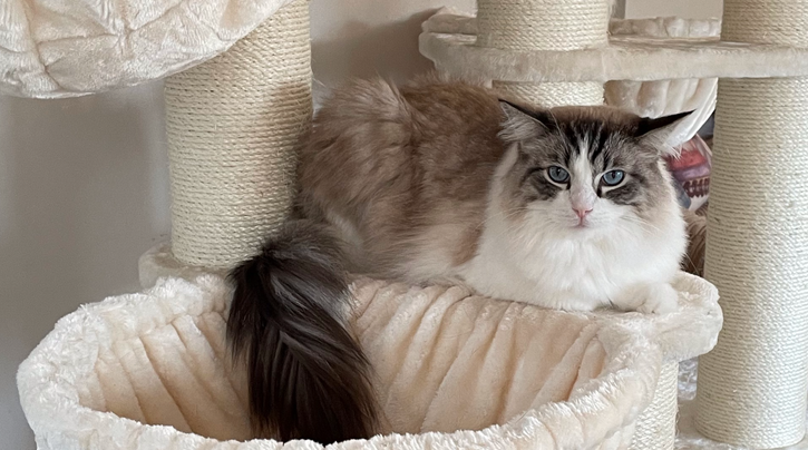 Lois houdt haar katten binnen