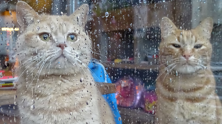 Veel eerder een kat moeten nemen