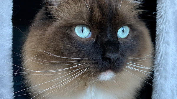 De gelukkige binnenkat