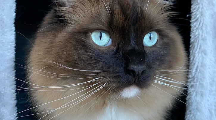 De gelukkige binnenkat