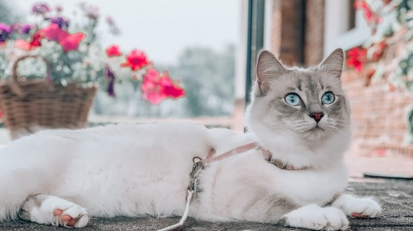 Kat met verlatingsangst