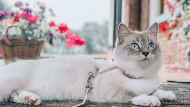 Kat met verlatingsangst