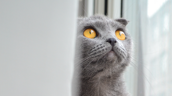 Purrrfecte Feestvibes!