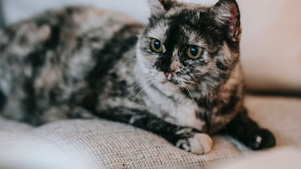 Hoe train je katten om niet aan meubels te krabben: Tips voor meubelbescherming