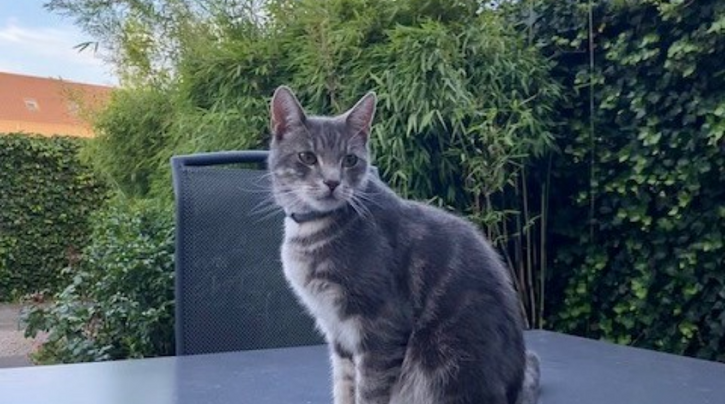 blog_rhr_pets_nl_europese_korthaar_leven_met_europese_kortharen_1