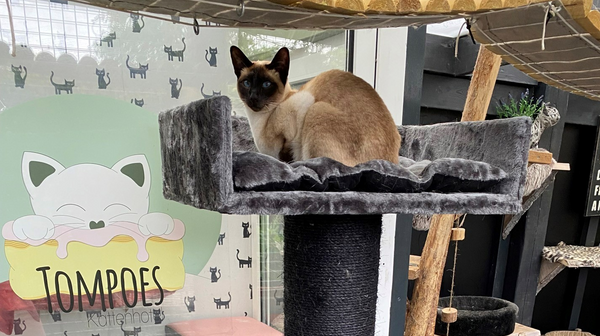 Kattenhotel Tompoes