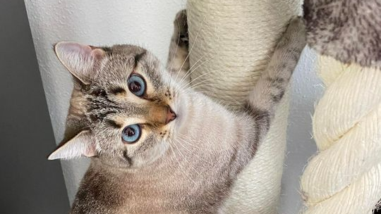 De perfecte krabpaal kiezen