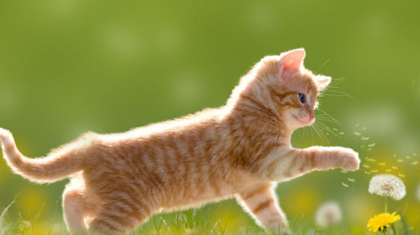 Heb jij ook zin in de zomer? Helemaal klaar voor de zomer met deze handige tips!