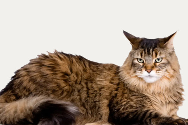 KRABTONNEN ERITYISESTI MAINE COONS -RODULLE