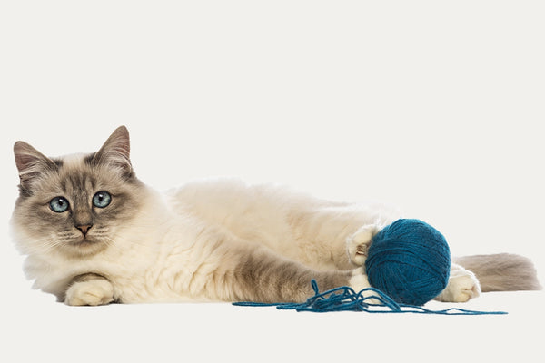 KRATZBÄUME SPEZIELL FÜR BIRMANEN