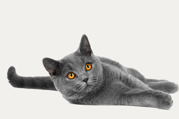 KRABTONNEN ERITYISESTI BRITTIKISSAN KORTTAKSI