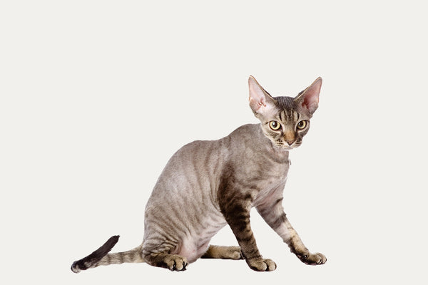 KRATZBÄUME SPEZIELL FÜR DEVON REXEN