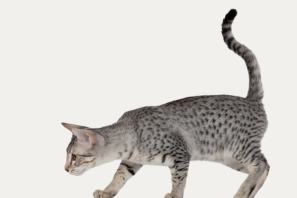 KRABTONNEN ERITYISESTI EGYPTILÄISILLE KISSALLE