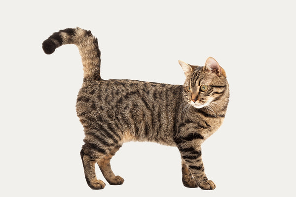 KRABTONNEN ERITYISESTI EUROOPPALAISILLE LYHYTTURKEILLE