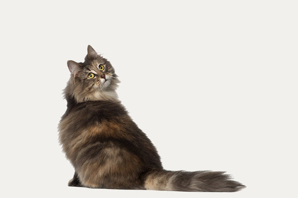 KRABTONNEN ERITYISESTI NORJAN METSÄKISSOILLE