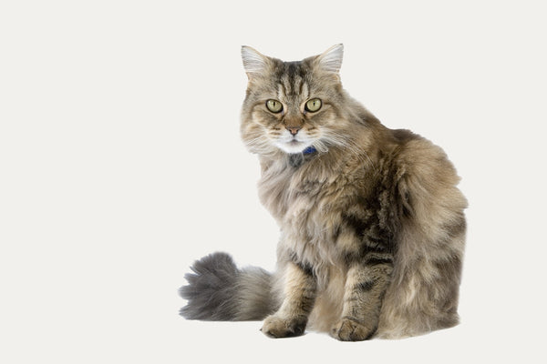 KRATZBÄUME SPEZIAL FÜR RAGAMUFFINS