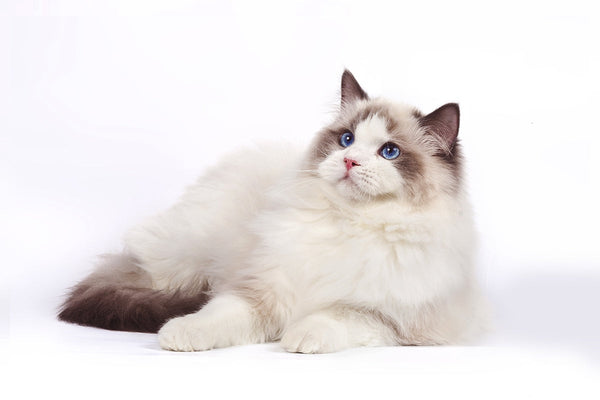 KRATZBÄUME SPEZIELL FÜR RAGDOLLS