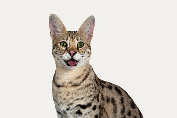 KRABTONNEN ERITYISESTI SAVANNAH-KISSOILLE