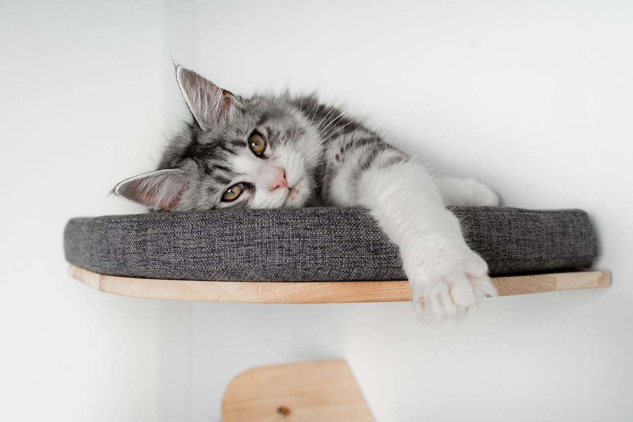 Everest Blackline Grijs | Kattenmuur Klim- en wandsysteem set van RHR Pets