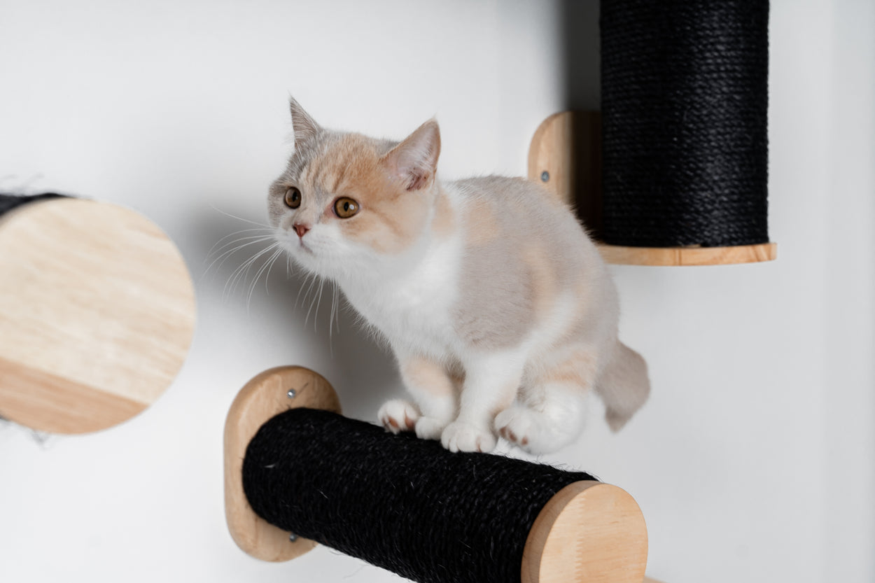 Everest Blackline Grijs | Kattenmuur Klim- en wandsysteem set van RHR Pets