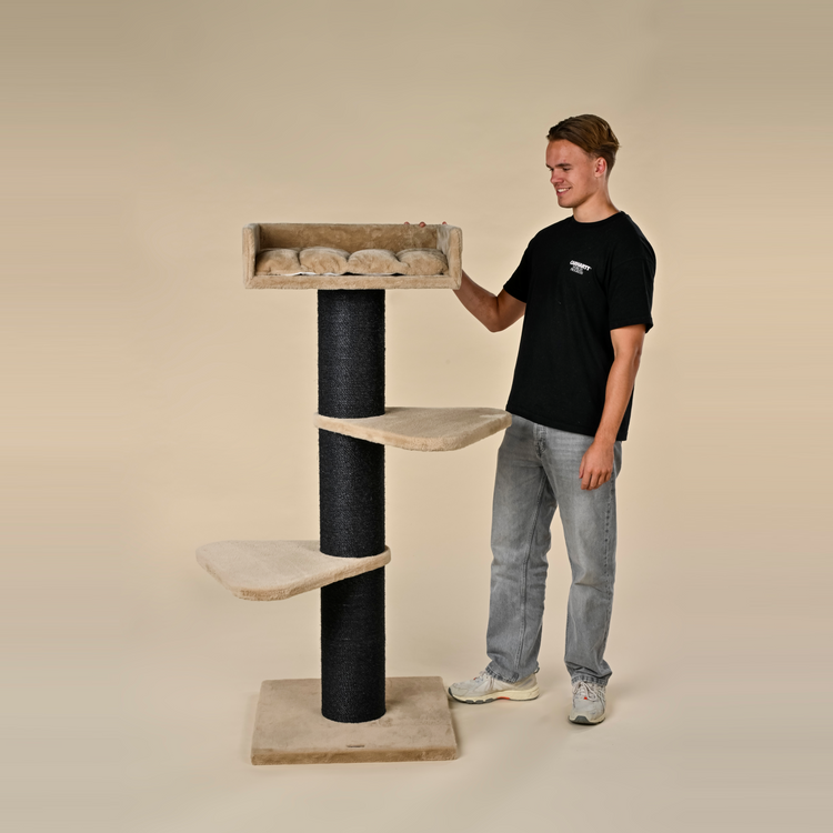 Krabpaal Royalty Blackline (Cappuccino Teddy)