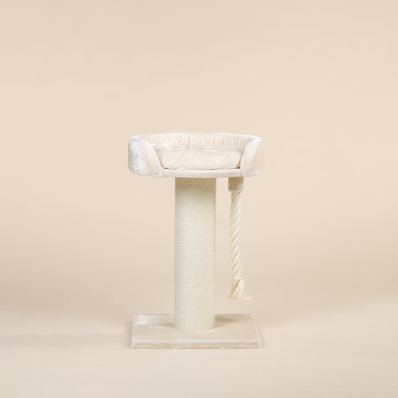 Krabpaal Chartreux (Crème)