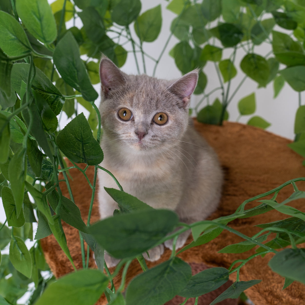 Cat Tree Design Natural Leaves (Brown)