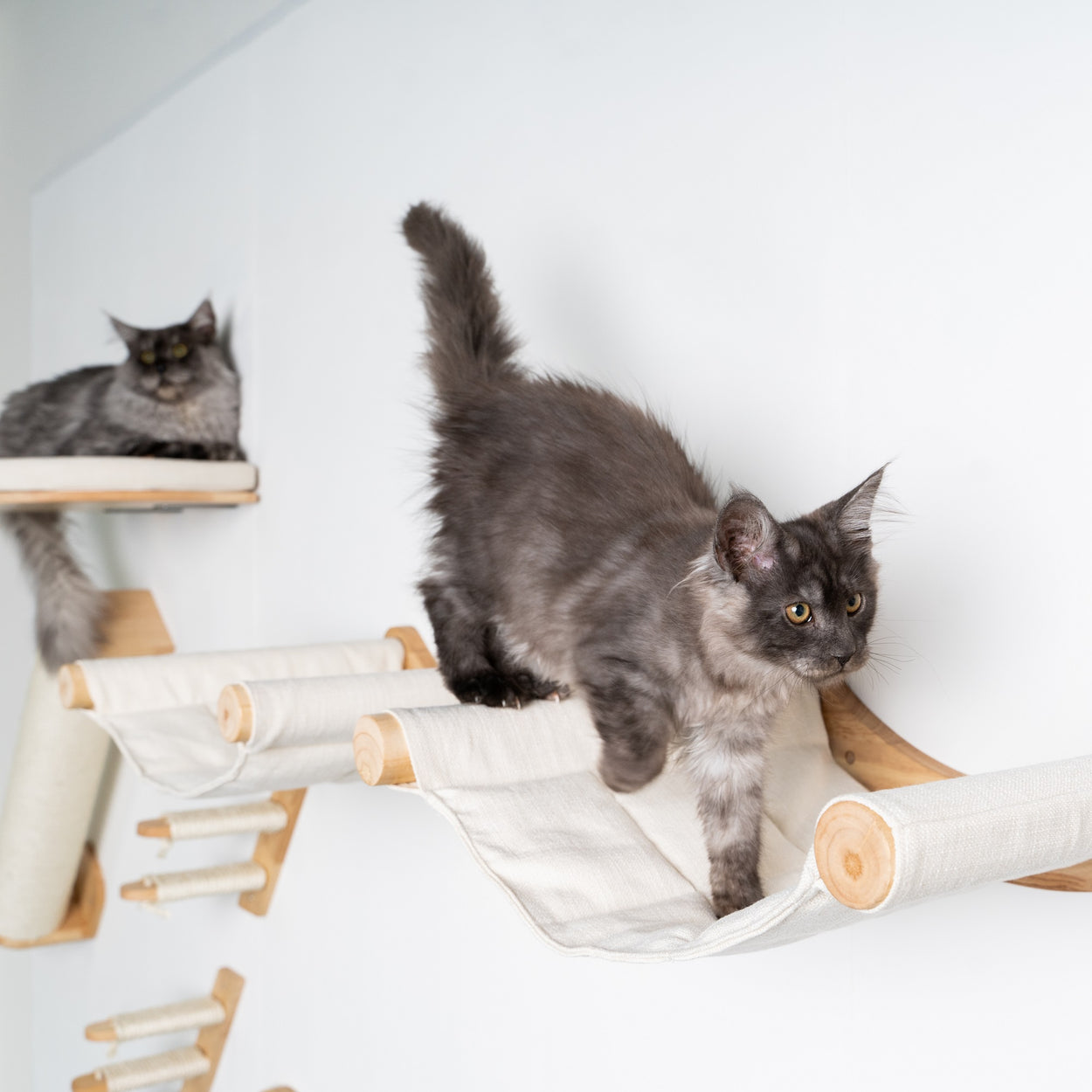 RshPets® Klimwand kattenset - 285 cm kattenbrug XXL RshPets® Klimwand kattenset - 285 cm kattenbrug XXL